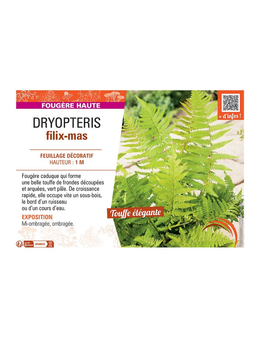 DRYOPTERIS FILIX-MAS
