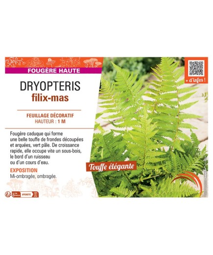 DRYOPTERIS FILIX-MAS