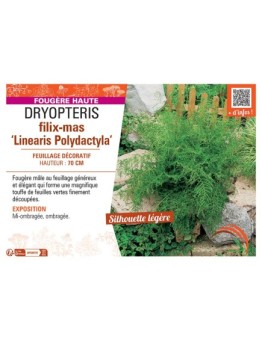 DRYOPTERIS FILIX-MAS LINEARIS POLYDACTYLA