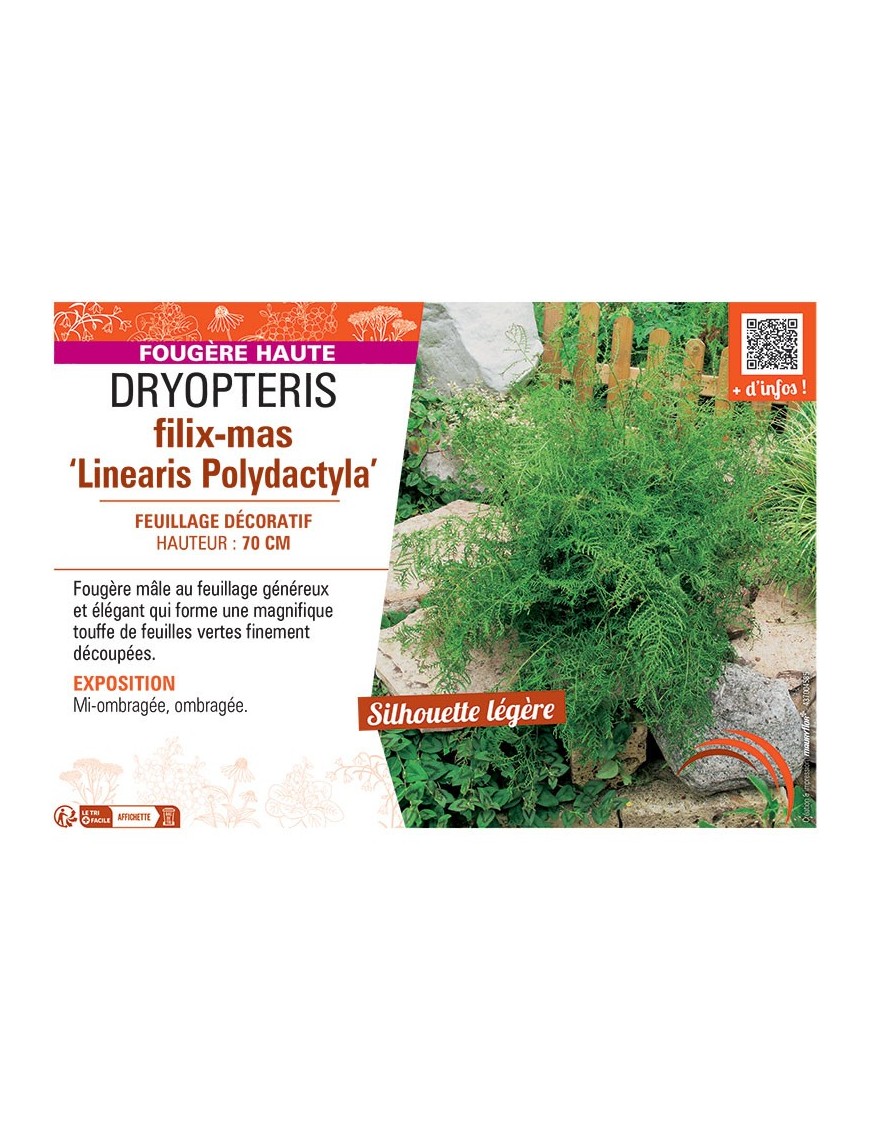 DRYOPTERIS FILIX-MAS LINEARIS POLYDACTYLA