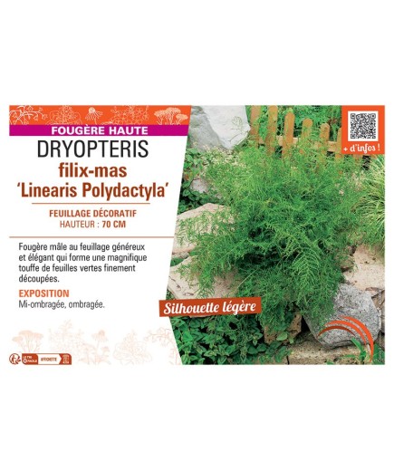 DRYOPTERIS FILIX-MAS LINEARIS POLYDACTYLA