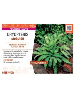 DRYOPTERIS SIEBOLDII
