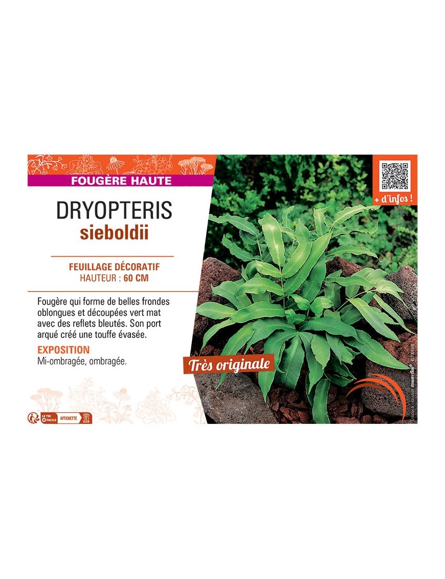 DRYOPTERIS SIEBOLDII