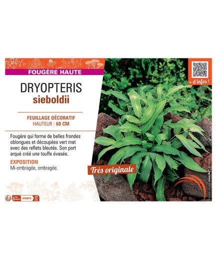 DRYOPTERIS SIEBOLDII