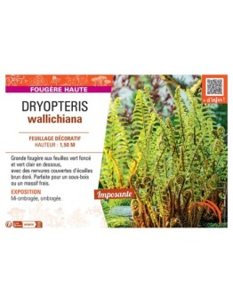 DRYOPTERIS WALLICHIANA