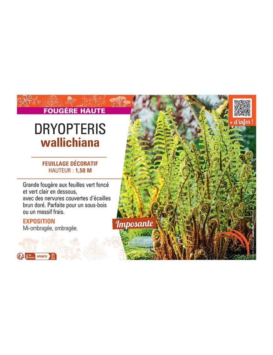 DRYOPTERIS WALLICHIANA