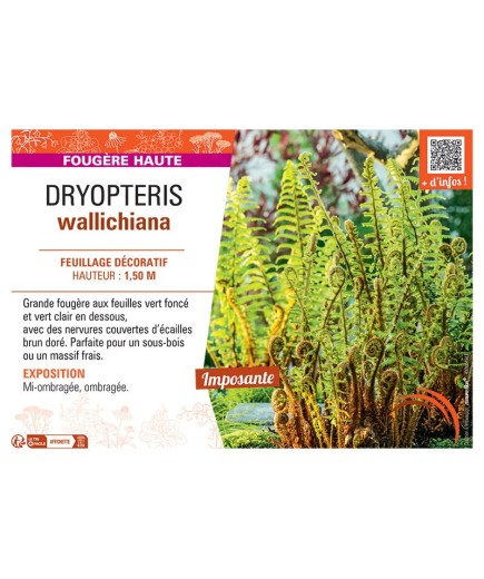 DRYOPTERIS WALLICHIANA