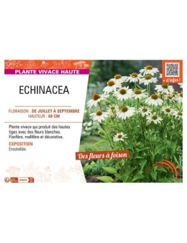 ECHINACEA (blanc)