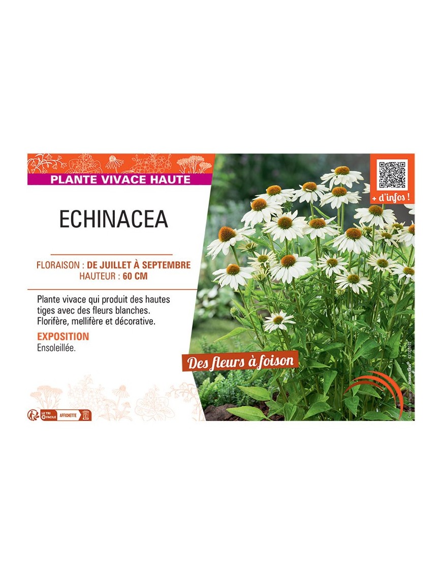 ECHINACEA (blanc)