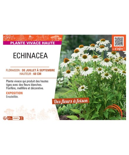 ECHINACEA (blanc)