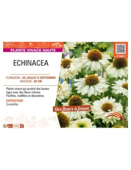 ECHINACEA (crème)