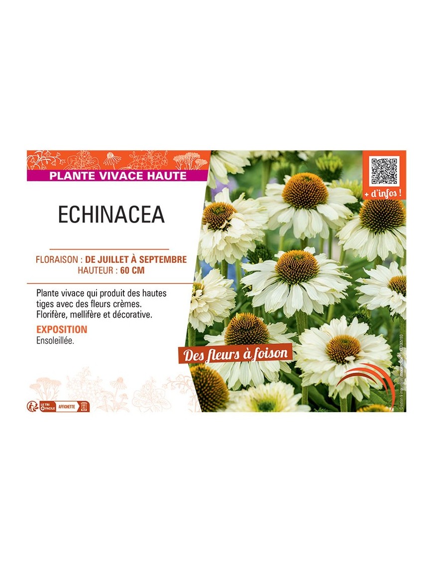 ECHINACEA (crème)