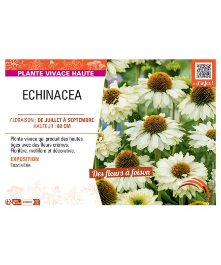 ECHINACEA (crème)