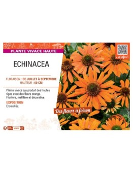 ECHINACEA (orange)