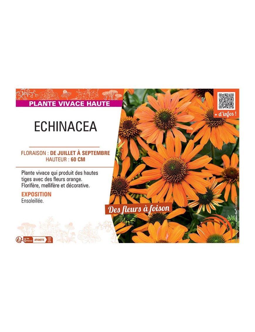 ECHINACEA (orange)
