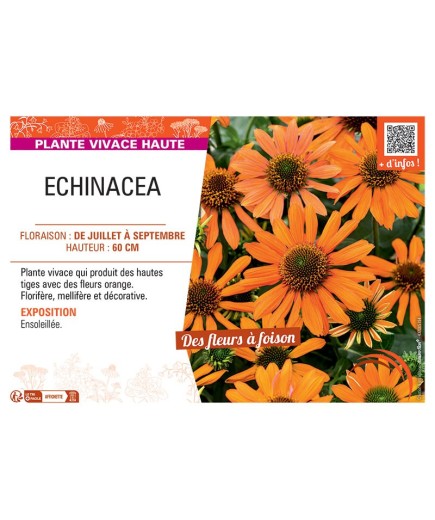 ECHINACEA (orange)
