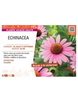 Echinacea (rose)