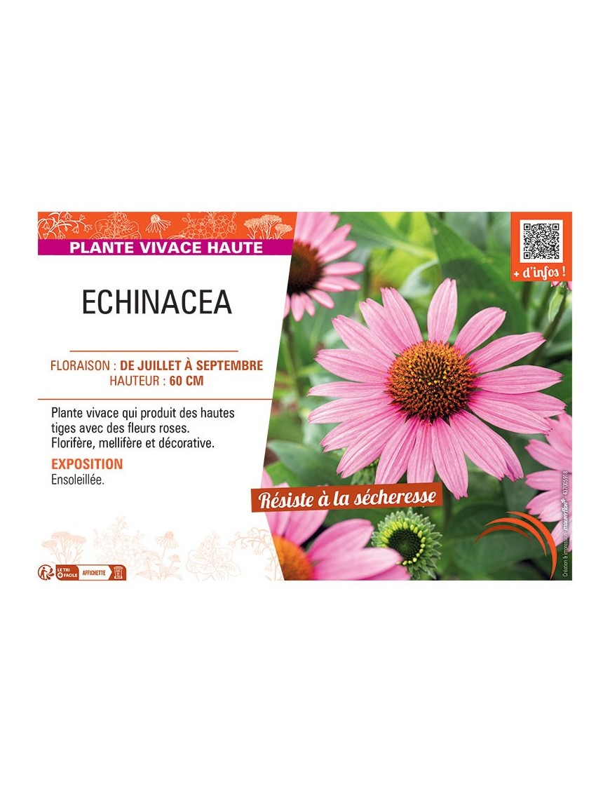 Echinacea (rose)