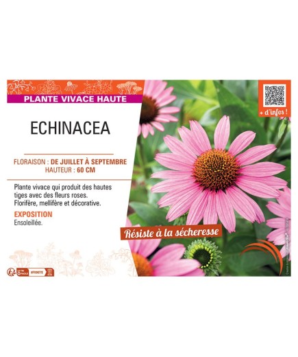 Echinacea (rose)