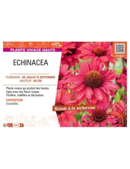 Echinacea (rouge)