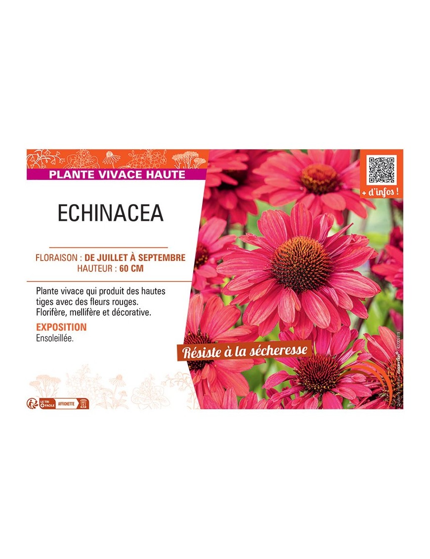 Echinacea (rouge)