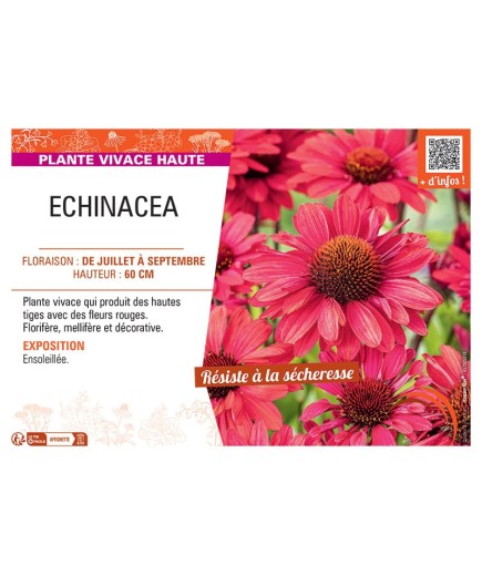 Echinacea (rouge)