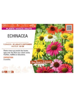 ECHINACEA (varié)