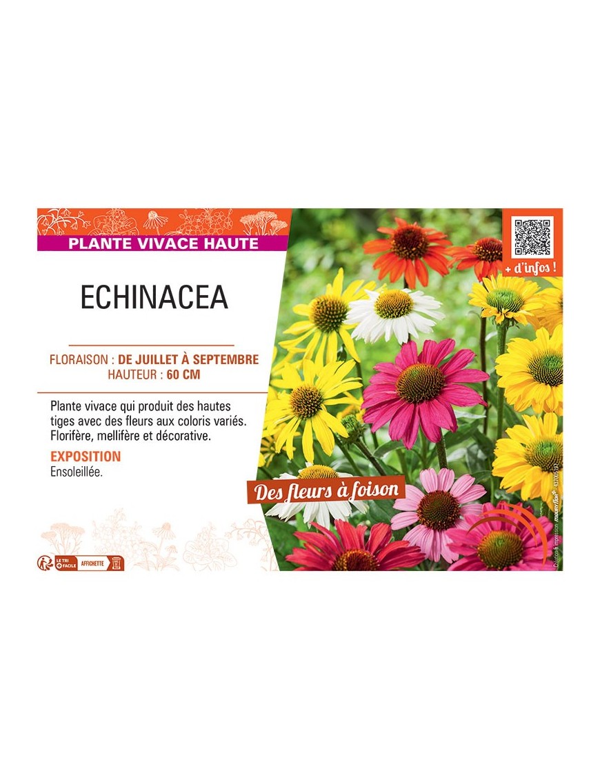 ECHINACEA (varié)