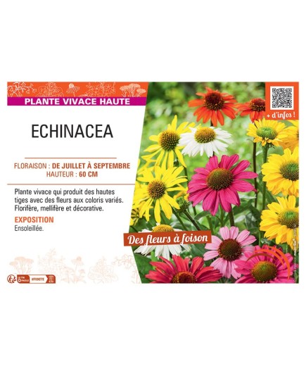 ECHINACEA (varié)