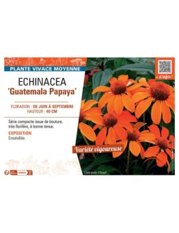ECHINACEA GUATEMALA PAPAYA