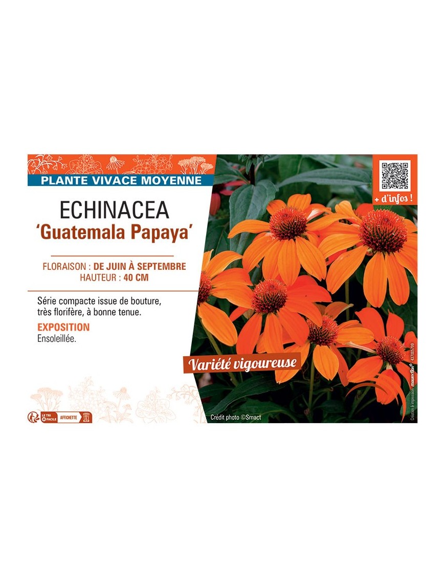 ECHINACEA GUATEMALA PAPAYA