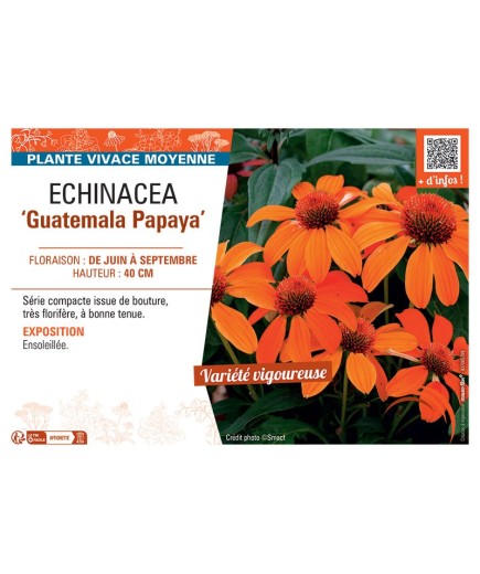ECHINACEA GUATEMALA PAPAYA