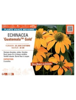 ECHINACEA GUATEMALA™ GOLD