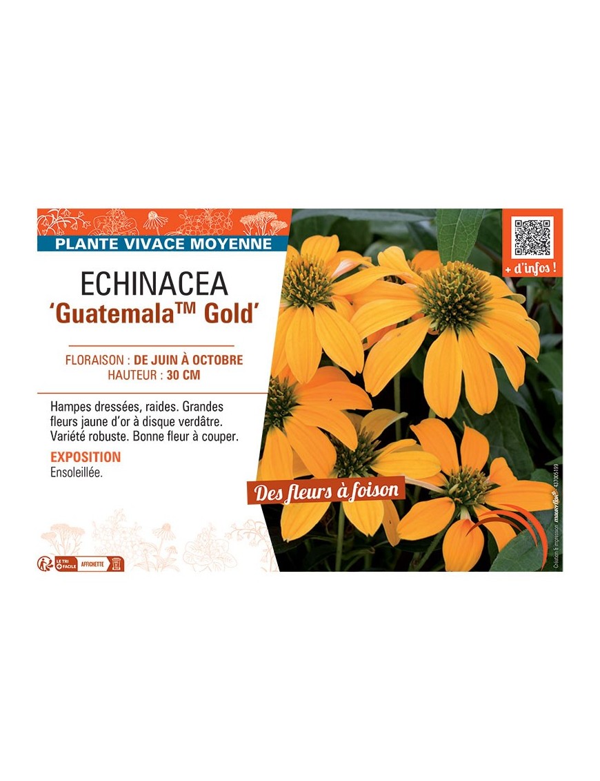 ECHINACEA GUATEMALA™ GOLD