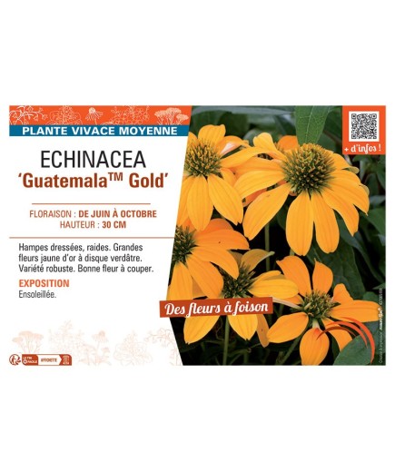 ECHINACEA GUATEMALA™ GOLD
