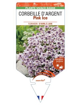 IBERIS sempervirens Pink Ice voir Corbeille d'Argent