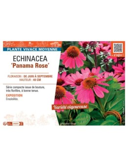 ECHINACEA PANAMA ROSE
