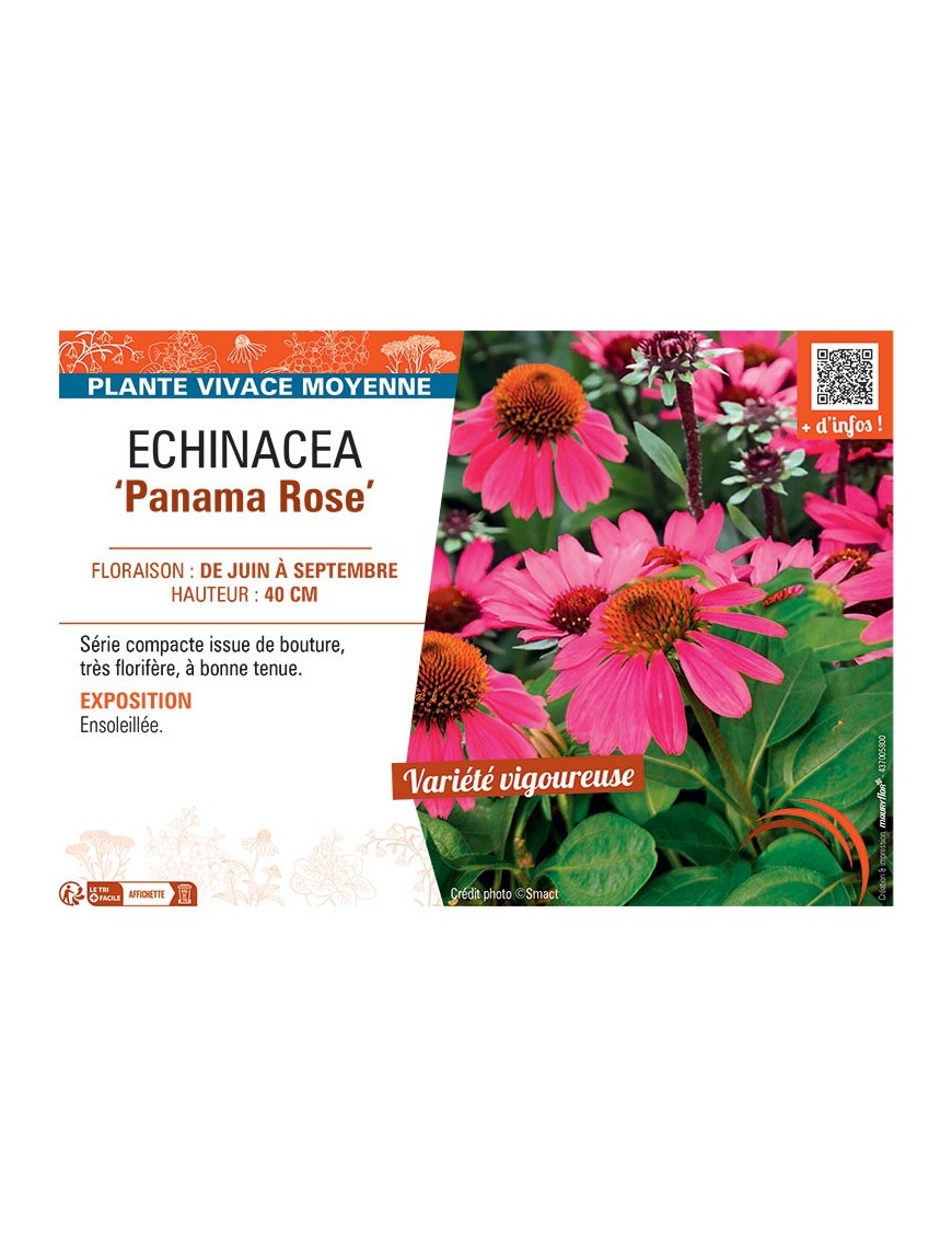 ECHINACEA PANAMA ROSE
