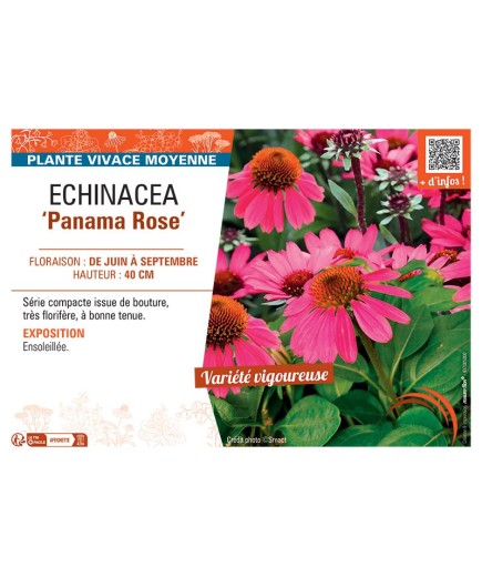 ECHINACEA PANAMA ROSE