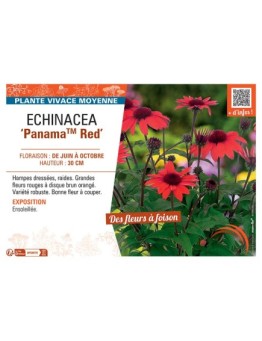 ECHINACEA PANAMA™ RED