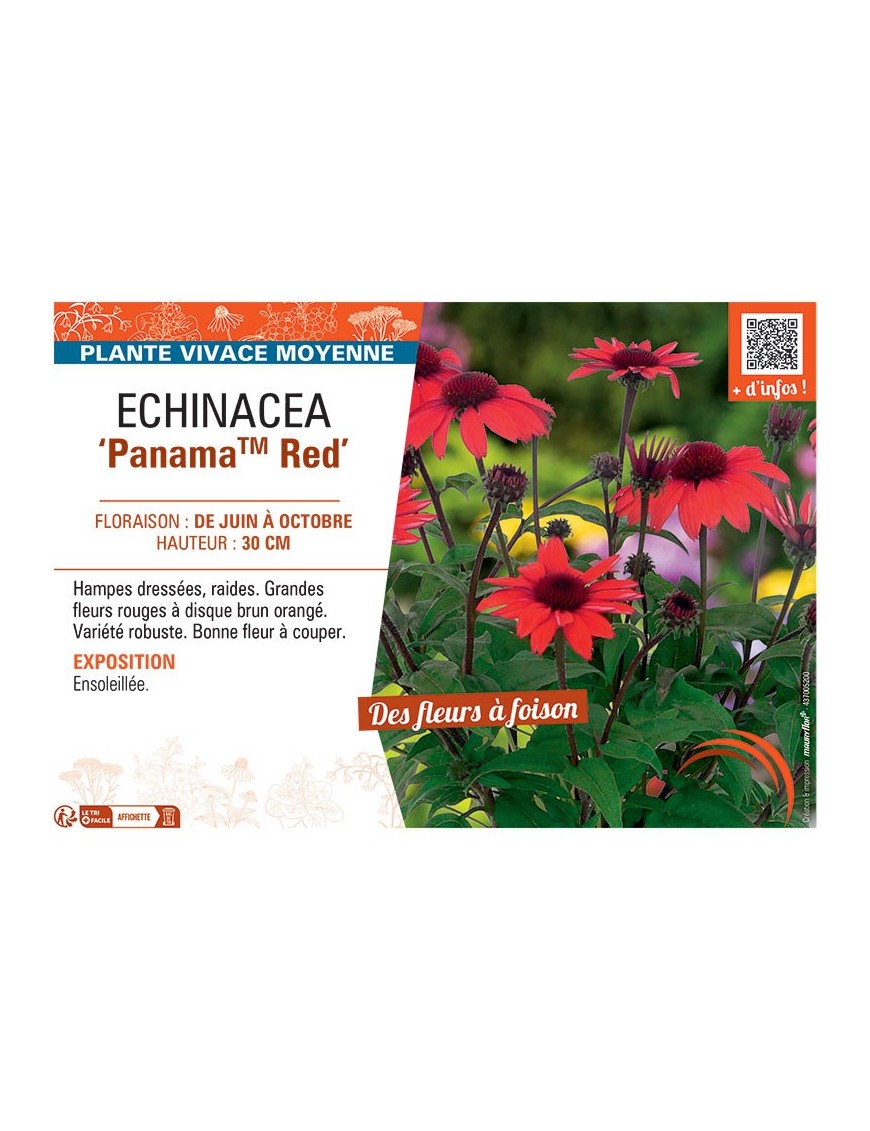 ECHINACEA PANAMA™ RED