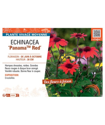 ECHINACEA PANAMA™ RED