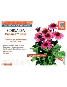 ECHINACEA PANAMA™ ROSE