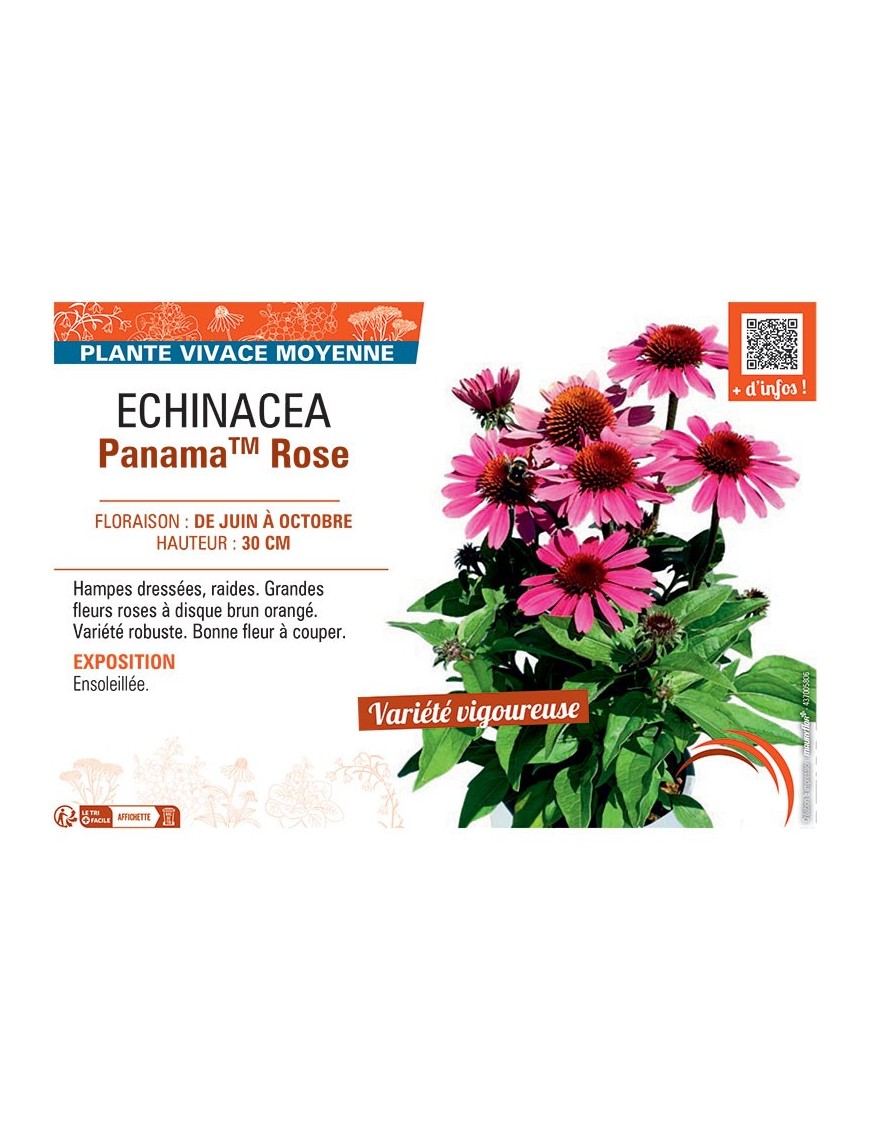 ECHINACEA PANAMA™ ROSE