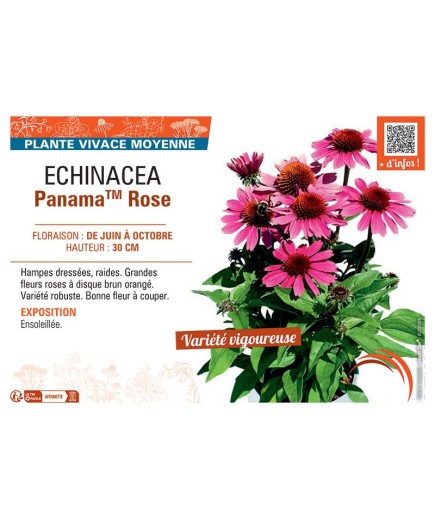 ECHINACEA PANAMA™ ROSE