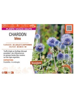 Echinops ritro voir Chardon bleu