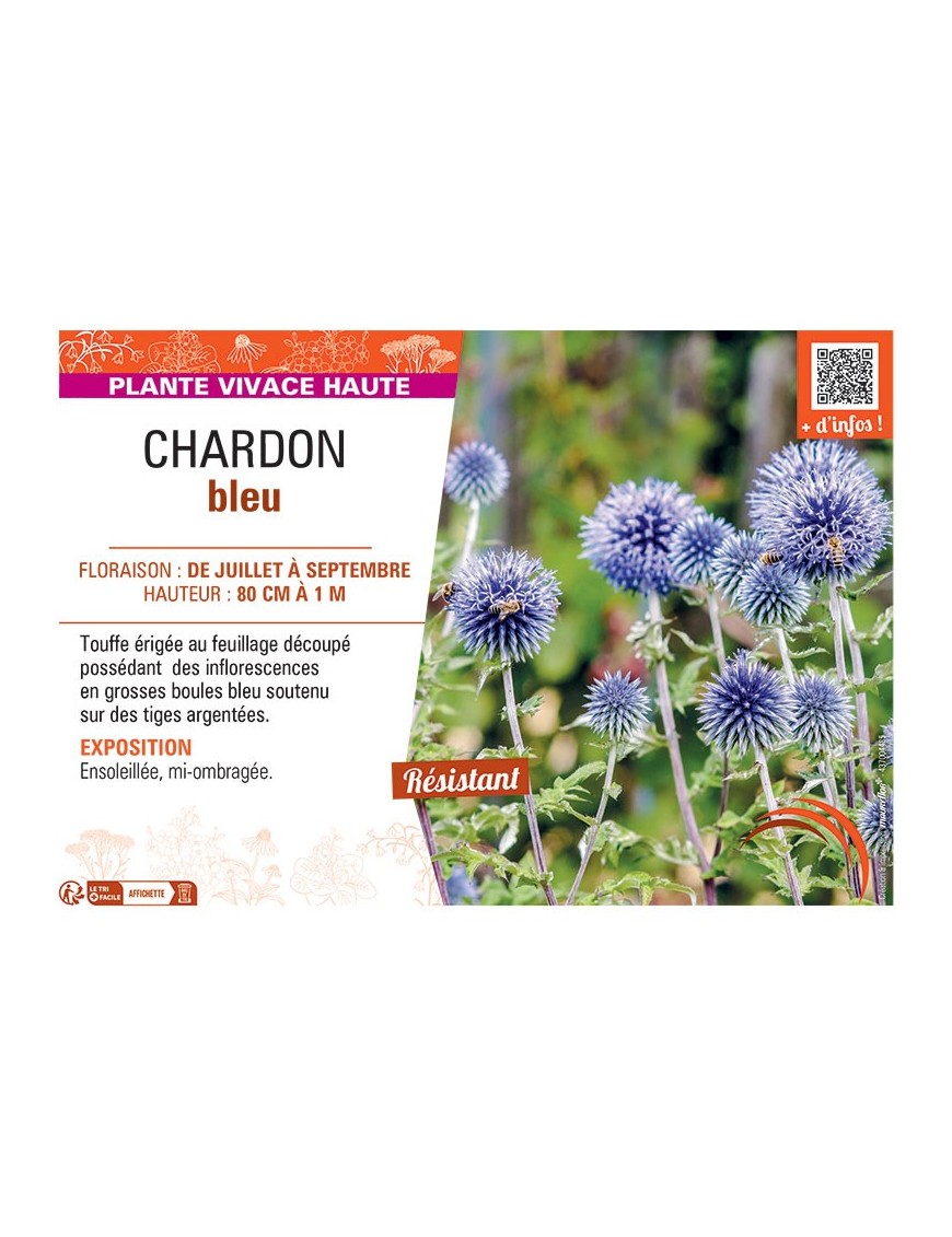 Echinops ritro voir Chardon bleu