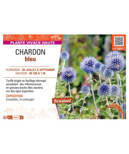 Echinops ritro voir Chardon bleu