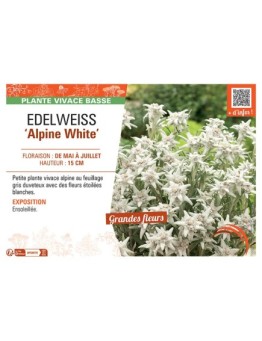 EDELWEISS ALPINE WHITE
