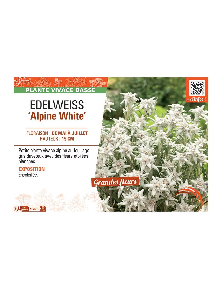 EDELWEISS ALPINE WHITE